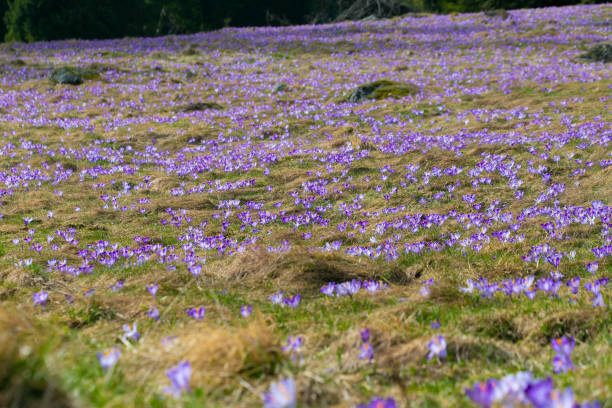 istock Glade of crocuses. Spring bloom. 2142600998