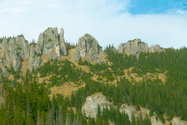 Beautiful mountain landscape. Rocky peaks and spruce forest. Natural background.