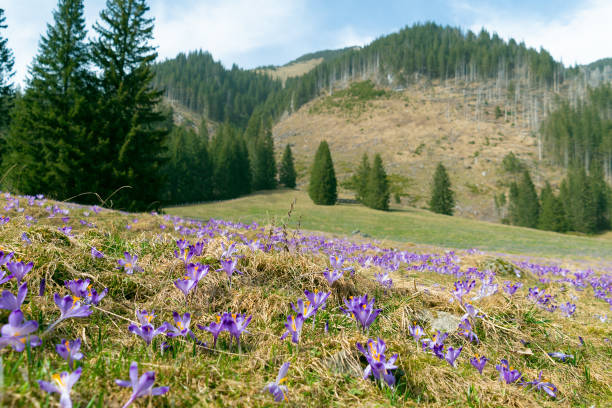 Glade of crocuses in the mountains. Spring bloom. Floral natural background. family Iridaceae.