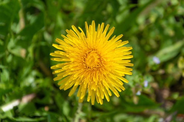 Close-up view of a bright yellow dandelion flower in full bloom, showcasing intricate petal details against a blurred natural background. Perfect for spring and nature-themed projects.