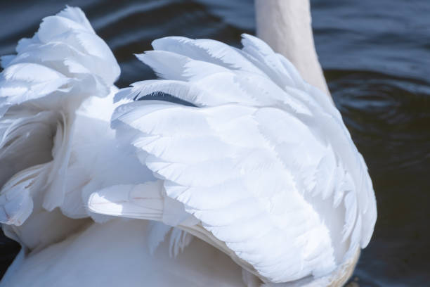 Beautiful white swan feathers, close-up. Bird plumage. Delicate natural background.