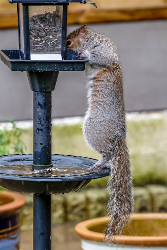 A grey squirrel, sciurus carolinensis, stealing food from a bird feeder in a garden.