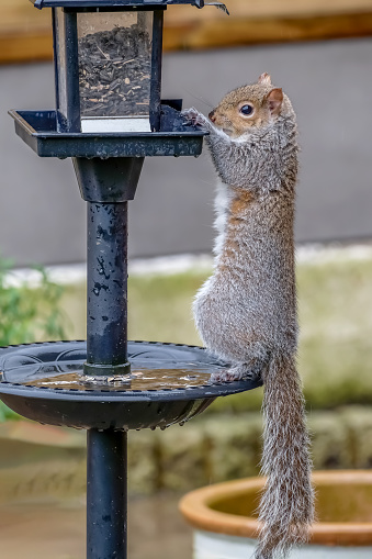 A grey squirrel, sciurus carolinensis, stealing food from a bird feeder in a garden.