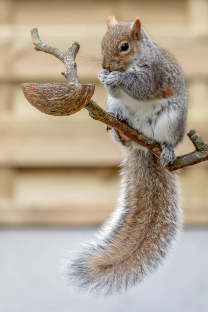 istock Grey Squirrel, sciurus carolinensis, Stealing Food From Coconut Shell Garden Bird Feeder 2142620368
