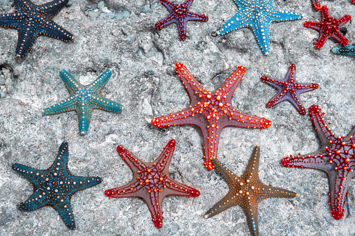 Beautiful, large starfish in shallow waters at Oakura Beach in Taranaki, New Zealand