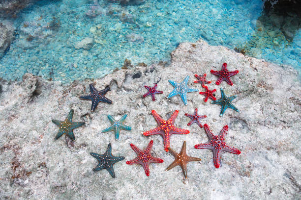 istock Colorful Starfish In Zanzibar 2142620892