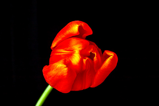 Red tulip close up isolated on a black background spring tulip flower with copy space.