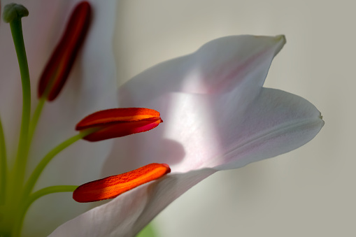 Lily (Lillian Longiflorum) close up on a plain background with copy space.