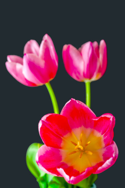 Red tulip close up isolated on a black background spring tulip flowers with copy space.