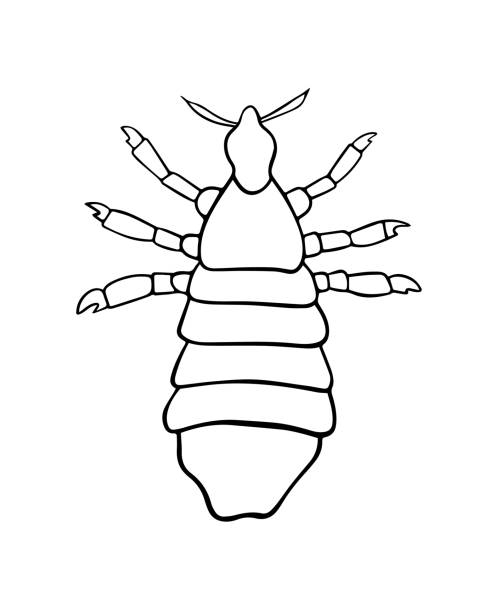 Draw Lice How To Draw Head Lice