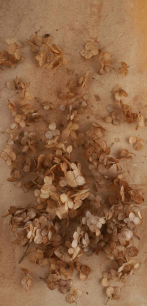 istock Dried flower Hydrangea on brown watercolor background. 2142635299