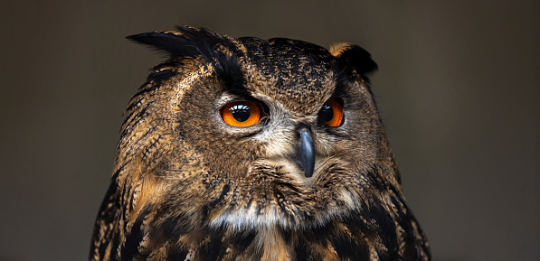 an uhu owl portrait
