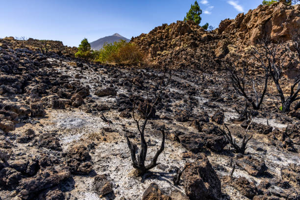istock Teide National Park in Spain burnt trees fire in Tenerife 2142653165
