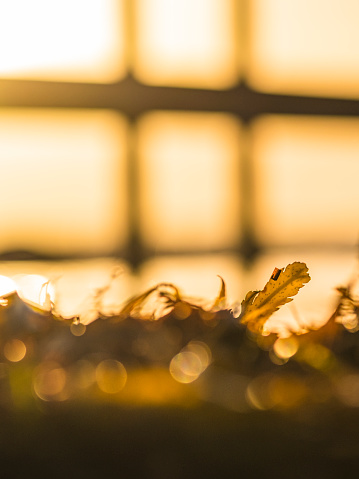 The setting sun casts a warm, golden hue over seaweed strewn along the beach. The soft focus foreground highlights the detailed texture of the seaweed, while the blurred background suggests a sunlit ocean view through a window-like structure.
