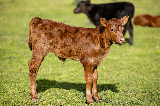 Young cow or calf standing on farmland.