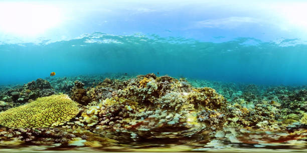 istock Coral reef and tropical fish. Philippines. 360-Degree view. 6k video. 2142701150