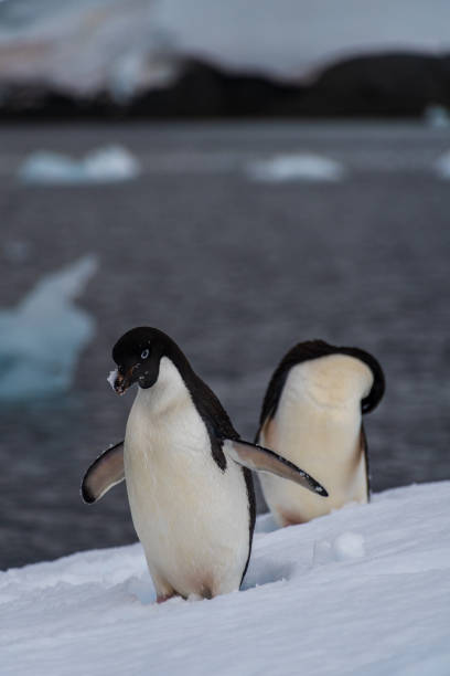 istock Adelie Penguin standing on an iceberg 2142701739