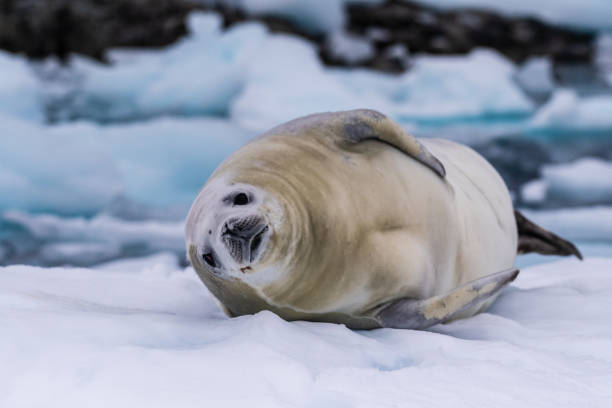 istock Crabeater Seal resting on a sheet of ice 2142701749