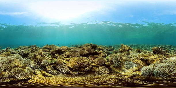 istock Coral reef and tropical fish. Philippines. 360-Degree view. 6k video. 2142701793