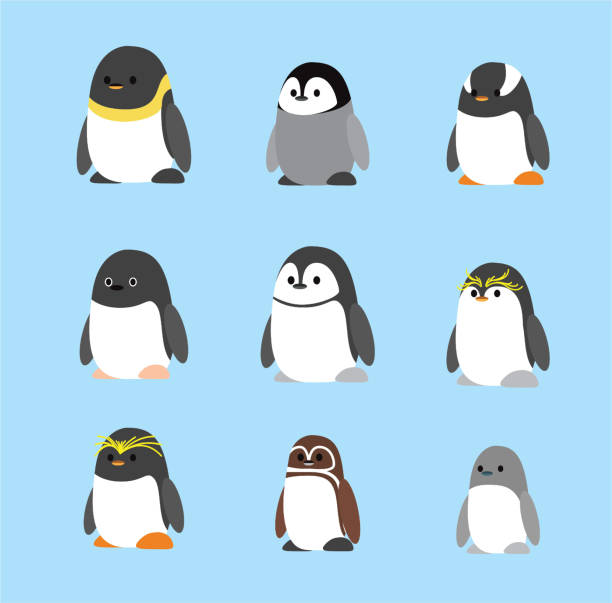 Penguin Cute Chibi Cartoon Standing Set Character Vector Animal Cartoon EPS10 File Format magellanic penguin stock illustrations