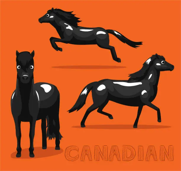 Vector illustration of Horse Canadian Cartoon Vector Illustration