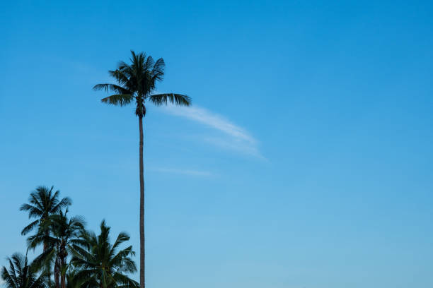 Beautiful tropical nature with coconut palm tree on blue sky. Coconut palm trees against blue sky. tropical coconut palm tree over clear blue sky background with copy-space
