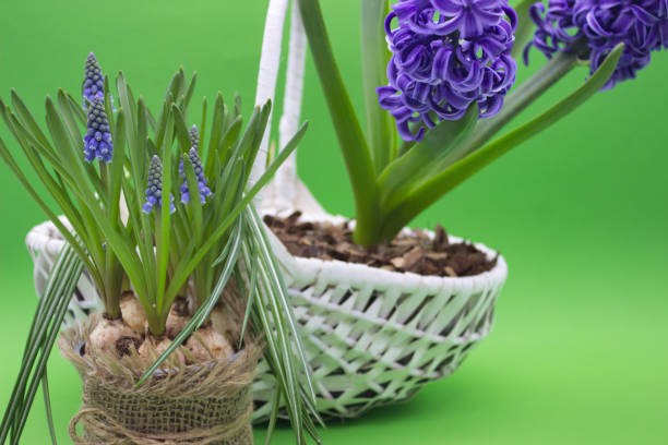 This image showcases the striking beauty of a purple hyacinth in full bloom, nestled in a white woven basket. The deep violet petals contrast dramatically with the lush green background, emphasizing the flower's vibrant hues and delicate curves. The plant's green leaves stretch upward, adding vitality and a sense of growth to the scene.