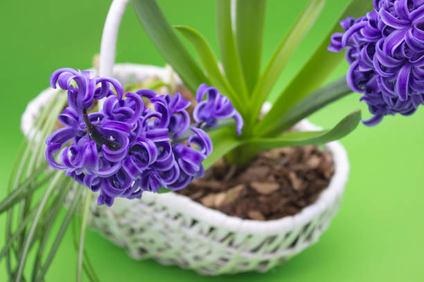 Three vibrant hyacinth flowers in full bloom, each planted in a different colored pot (purple, green, and blue). The flowers display various shades of pink and blue, contrasting beautifully with their bright green leaves. Water droplets on the leaves and petals add freshness and a natural touch. The white background isolates the plants, making the colors stand out prominently.