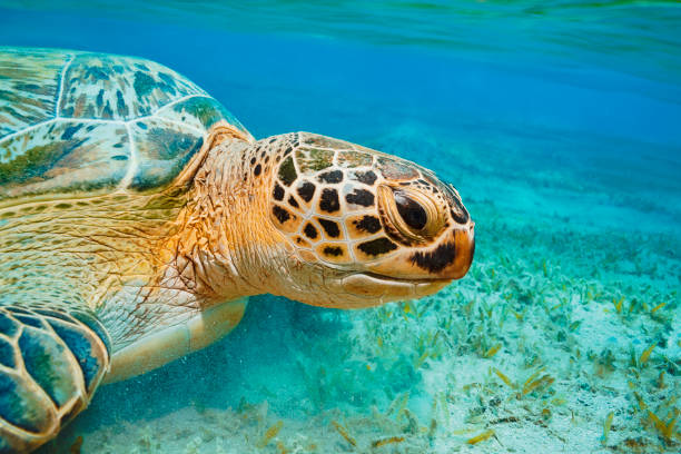 istock Sea turtle Underwater explore and enjoy, with green turtle eating sea grass on sandy bottom. Sea life 2142734482