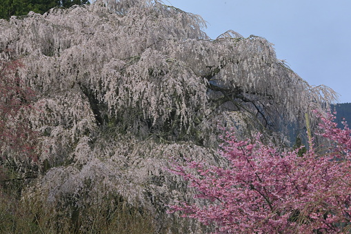 The season of cherry blossoms in full bloom has arrived.