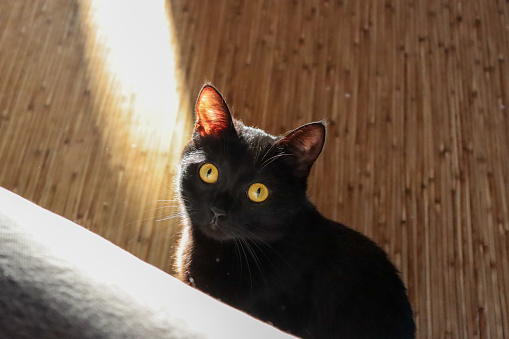 A sleek black cat, a small to mediumsized carnivorous Felidae with yellow eyes and whiskers, is lounging on a hardwood floor stained with wood stain