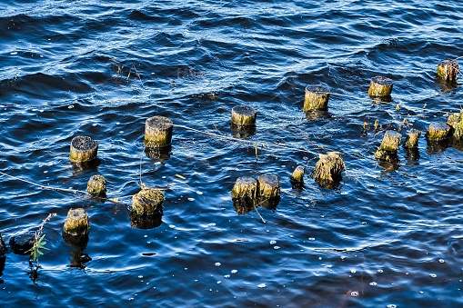 Water-worn old wooden posts of a former jetty in a canal in the Netherlands