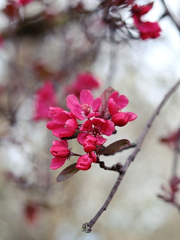 Roze bloesem in de lente, pink blossom in the spring