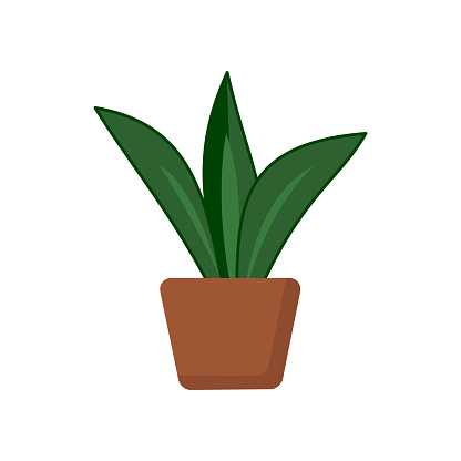 potted plants on white background.