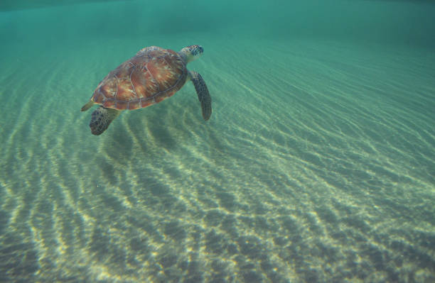 istock a sea turtle swimming under the waves 2142783801