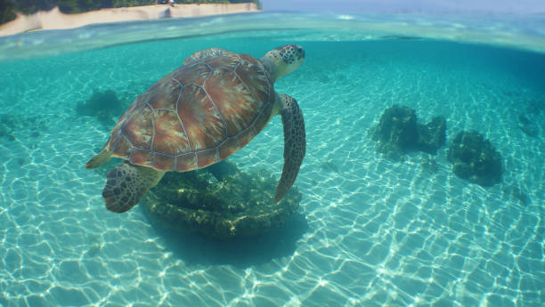 istock a sea turtle swimming in the reef 2142783804