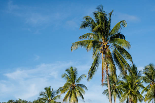 istock tropical coconut palm tree over clear blue sky background with copy-space 2142785329