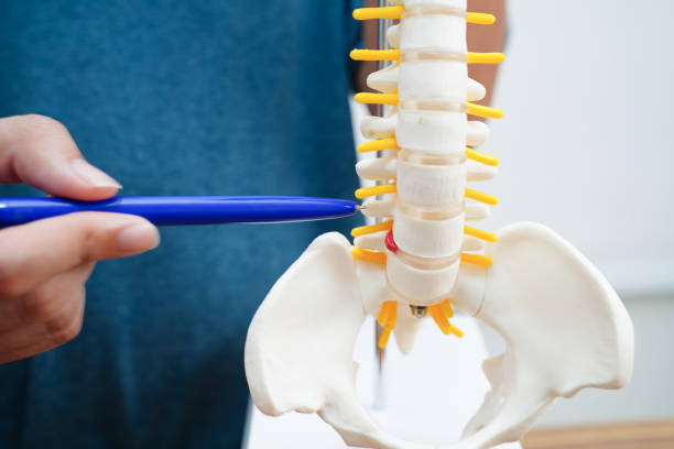 istock Asian student learning with human bone and spinal nerve model in anatomy biology in classroom at high school. 2142792682