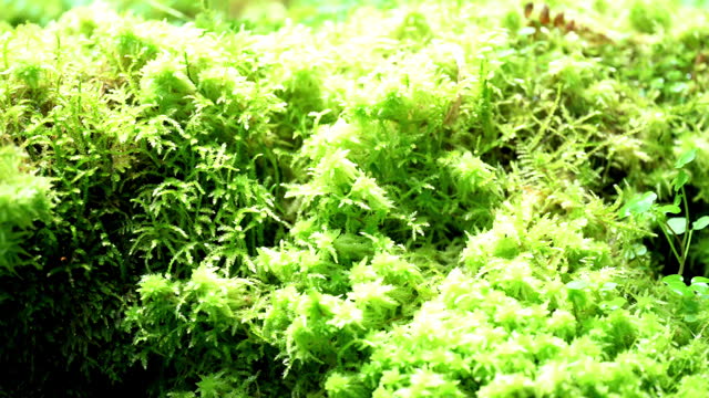 Mosses typically form dense green clumps