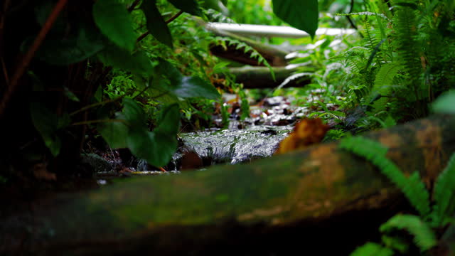 Small water flow in the rainforest