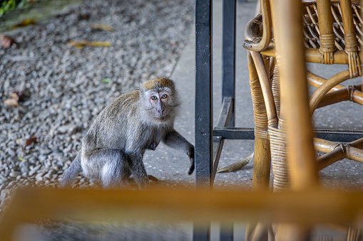 Long-tailed macaque, Macaca fascicularis looking for food in a restaurant in Bukit Lawang in the northern part of Sumatra