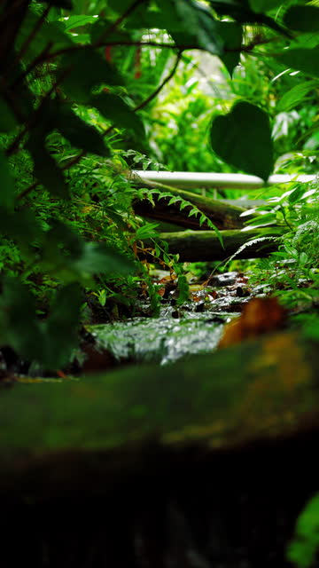 Small water flow in the rainforest
