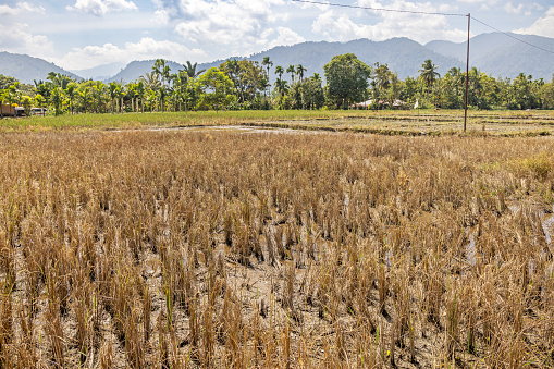 Dried stubble rice field close to Bukit Lawang in the northern part of Sumatra