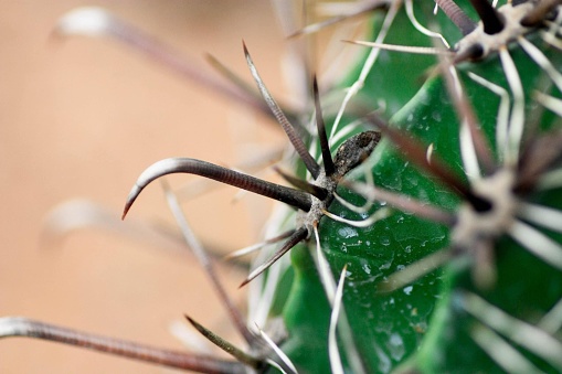 macro cactus agave photography botanical garden
