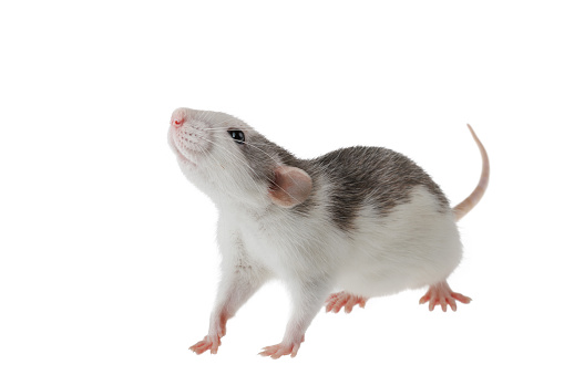 Colored decorative rat isolated on a white background. Mouse for cutting and copying. Photo of a rodent for the inscription and title.