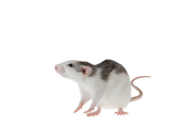 istock Colored decorative rat isolated on a white background. Mouse for cutting and copying. Photo of a rodent for the inscription and title 2142824744