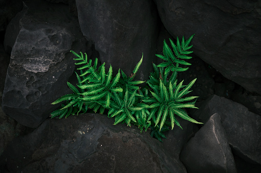 Fern growing on stones. A cluster of healthy vibrant green ferns Polypodium grows from a rock shows green fronds and beauty of nature. Summer concept.