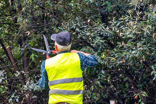 Man gardener in protective clothes and gloves with garden shears, scissors or secateurs cutting a hedge in the garden. Trimming arborvitae hedge. Close-up.