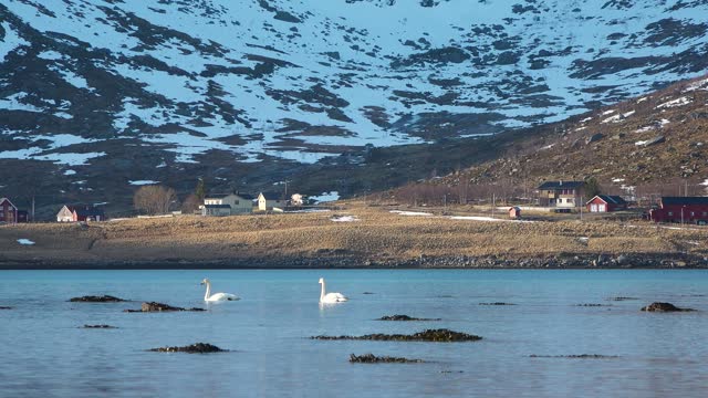 Swans on the lake. A lake surrounded by snow-capped mountains. White Swan.  A pair, couple, of white mute swans swims on a lake. Beautiful big white swans.