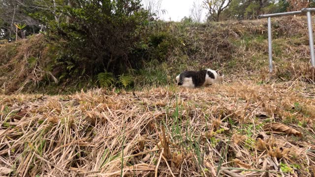Cat Prowling Through Tall Grass